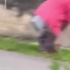 Пенсионерка жестоко избила свою собаку на глазах у детей в алтайском Змеиногорске