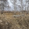 Жителей Ордынского района обвиняют в незаконной рубке леса