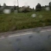 Вблизи Анжеро-Судженска очевидцы заметили семейство лосей...