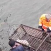 Собаку заперли в заваренной клетке и бросили в воду в Ленинск-Кузнецком округе