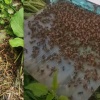 20 миллионов пчёл погибли в Красноярском крае. Люди уверены, что это...
