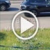 Семья уток чудом не погибла под колесами авто на проспекте Красноярский рабочий