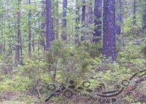 «Бой» медведя с берёзой показали в Тунгусском заповеднике Медведь...