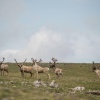На Байкале нашли новые места обитания редких северных оленей