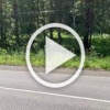 Со вчерашнего дня жители Черёмушек разыскивают хозяев...