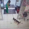 В Краснодаре хаски отказался выходить на жару и лёг под кондиционеры у выхода из магазина.