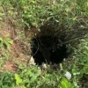 В Истре лосенок провалился в открытый колодец и самостоятельно выбраться не...