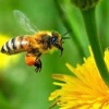 🐝☠️В Приморье мужчина умер после укуса пчелы
