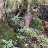 В Удельном парке нашли эхо войны.
