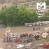 Огромная стая собак на Судостроителей пугает местных. Отловщики туда не...