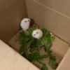 В Балашихе в одном из ЖК кто-то выбросил очаровательных хомячков в подъезд....