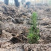 7000 новых елей появилось на территории Канского района. Их высадили...