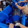 Черноморского дельфина, который долгое время находился в пресной воде, спасли из реки Бейсуг на Кубани.