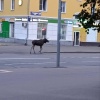 Озабоченные лоси заполонили Москву и область — сохатые ищут самку для спаривания, выходят на дороги и попадают под колёса.