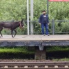 Осла заметили у станции в Парголово