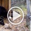 Медведь зашел в гости в избушку в Тунгусском заповеднике