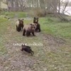 🐶😁Храбрый пёс бросил вызов целой медвежьей семье на Сахалине Бесстрашный...
