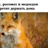 Россиянам запретили держать дома лис, росомах, медоедов, собак динго и диких кошек