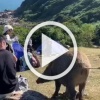 К важным новостям: дикий кабанчик своровал вещи туриста!...