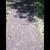 В одном из дворов Заводского района Новокузнецка...