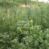 Парочка решила уединиться на Юго-Западном карьере ( Новосибирск)