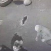 Троица иностранцев в Петербурге обнимала прохожих и крала у них вещи....