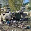 Коровы орудуют на свалке в Майна.