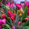 107 точек с продажей тюльпанов появятся в Абакане к 8 марта. Если, конечно,...