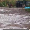 Стая собак хозяйничает в 1-м военном городке