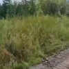 На дороге в сторону Киренска асфальт снимается… руками. Водители в шоке от...