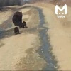 Медвежье семейство встретили водители большегруза на севере Бурятии. Хищница-...
