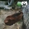 Медведь Кузя почти 30 лет жил при кафе в Красноярске. Сейчас он переезжает в...