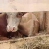 Телочек незаконно перевозили в Тайшетском районе Сотрудники Госавтоинспекции...