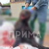 Медвежонка застрелили возле заправки в Большом Улуе Накануне днем возле АЗС...