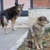 В Красноярском крае утвердили новые правила отлова безнадзорных собак В...
