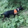 Бабушка с двумя внучками заблудилась в подмосковном лесу...