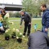 «Бугаков-парк» украсили цветущими гортензиями. Высадку возглавил председатель...