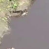 В Новокузнецке завелись черепахи. Кадры сделали на реке Аба. 🇷🇺 Источник: ЧП...