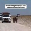 Разъяренный носорог атаковал внедорожник с туристами в национальном парке в Намибии: