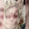 В Тосненском районе неизвестный подстрелил дробью двух собак в СНТ «Аврора» в...