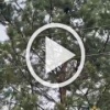 В Иркутской области мужчины сбросили медвежонка с высокого дерева