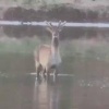 Марал спасался от собак в воде возле ТЭЦ-2. У Красноярской ТЭЦ-2 стая...