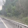 В Подмосковье под Луховицами корова едва не устроила побег 🇷🇺 Источник: ЧП...