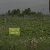 Нейросеть выявила в Петербурге 60 очагов борщевика. Чаще всего сорняк...
