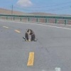 В Китае движение на трассе парализовала битва сурков: животные устроили жесткий махач прямо на дороге, вызвав километровую пробку.