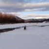 В Якутии дикий козёл напал на домашних оленей, решив показать, кто на районе...