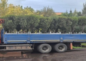 Пальмы и туи с улиц Красноярска отправляются на зимовку. Деревья на зиму...