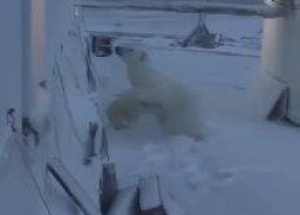 Медведица попыталась запрыгнуть в жилой дом на мысе Челюскин. Косолапая мама...