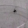 Больше 14 тысяч жителей края уже пострадали от клещей. А только за последнюю...