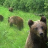 Численность медведей в Красноярском крае превысила норму более чем в три раза